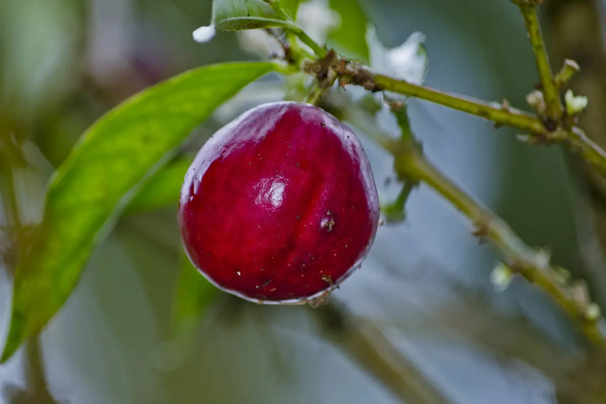 Manfaat Buah Mahkota Dewa Asal Papua