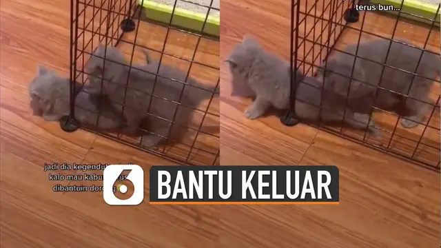 VIDEO: Gemes, Momen Kucing Berusaha Kabur dari Kandang