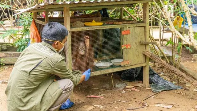 Penyelamatan orangutan dari Dusun Ampon, Desa Krio Hulu, Kecamatan Hulu Sungai, Kabupaten Ketapang. (Foto: Liputan6.com/IAR Indonesia/Aceng Mukaram)