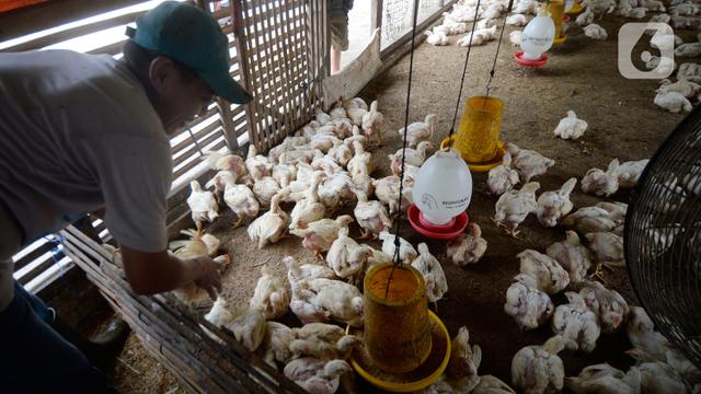 Peternak Ayam Potong