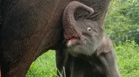 Penampakan bayi gajah betina yang baru saja lahir di Taman Nasional Tesso Nilo. (Liputan6.com/Istimewa)