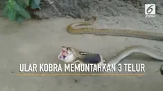 Momen seekor ular kobra paling beracun di dunia memuntahkan 3 butir telur terekam kamera.