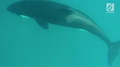 Paus Orca terlihat melintasi kawasan laut pulau Morotai.