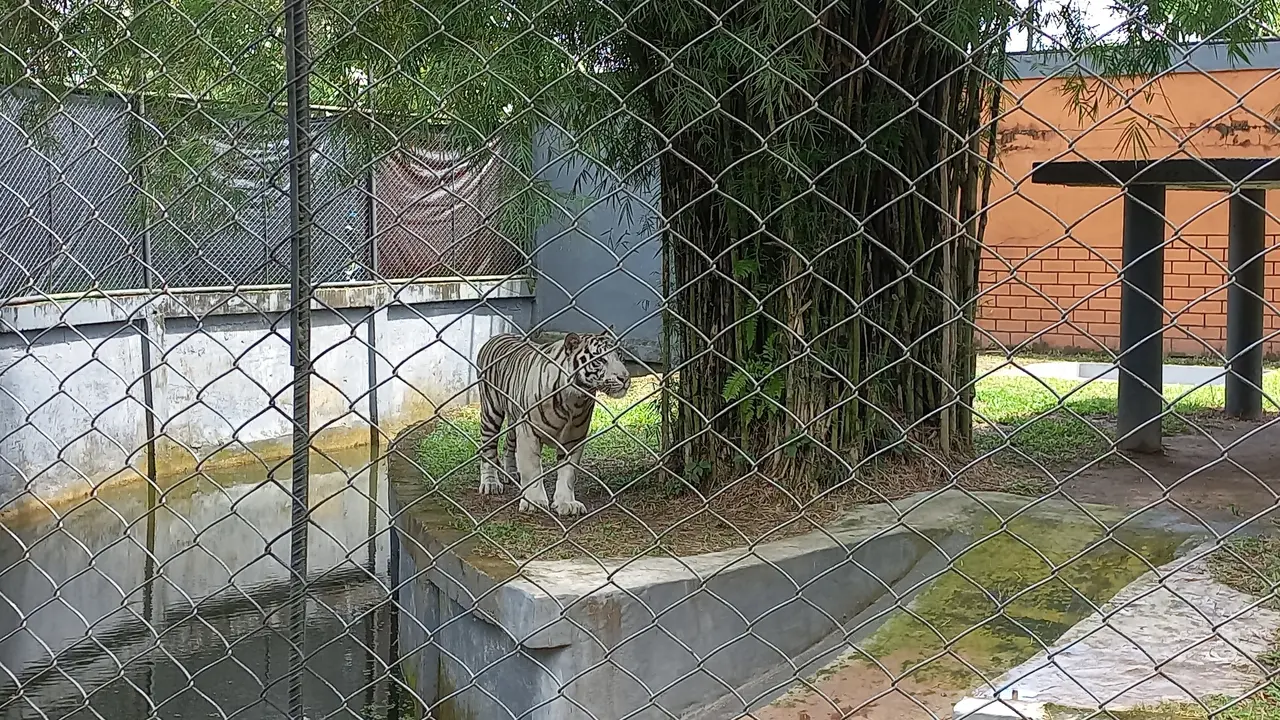Harimau Benggala di Kandang Taman Rimba Jambi