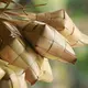 Kenapa Beras untuk Ketupat Harus Direndam? Panduan Lengkap Masak Sempurna (Sumber foto: Mufid Majnun di Unsplash)