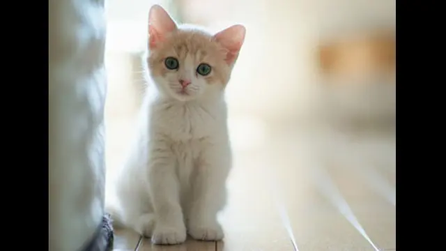 Foto: copyright ivsky.com