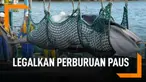 Kontroversial, Deretan Negara Ini Legalkan Perburuan Paus