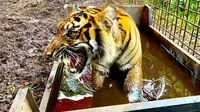 Harimau sumatra yang pernah tertangkap BBKSDA Riau karena berkonflik dengan manusia. (Liputan6.com/Dok BBKSDA Riau)