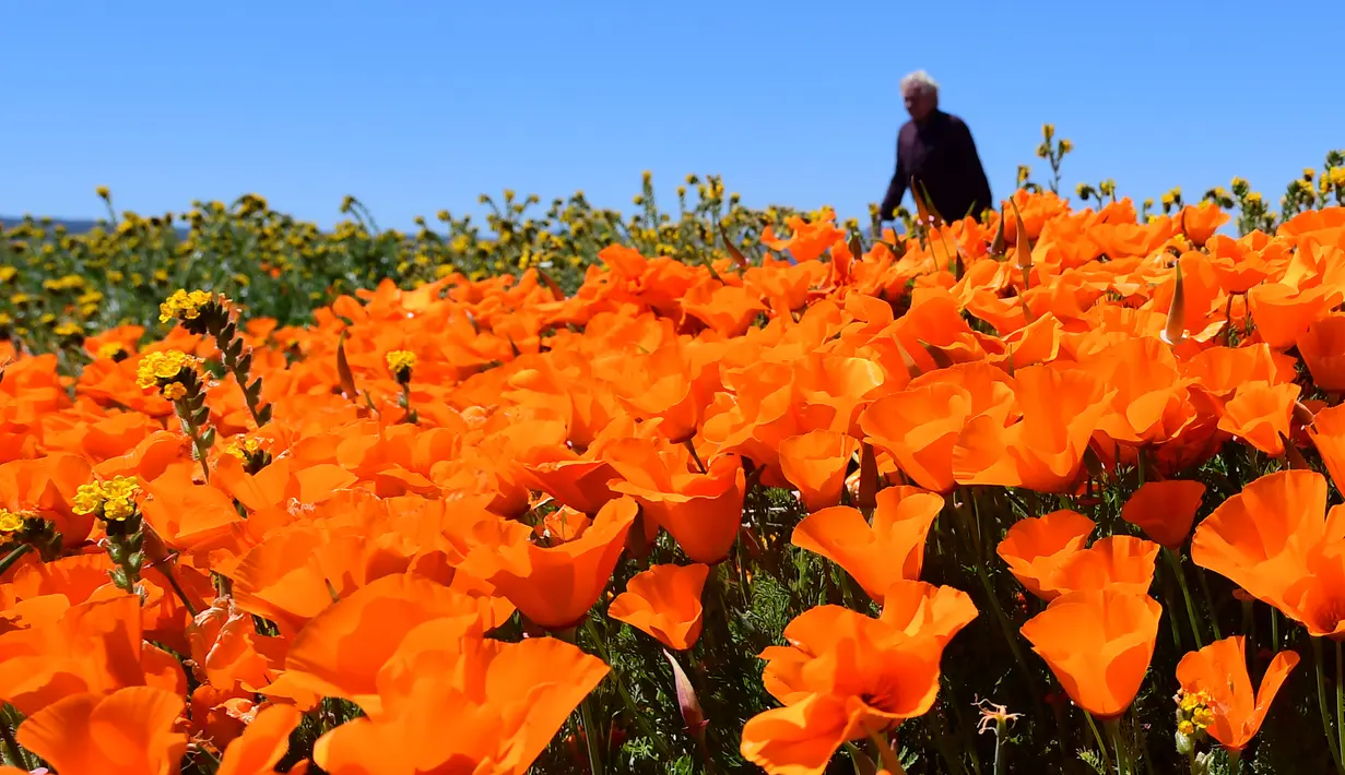 Orang-orang mengunjungi ladang poppy di dekat Antelope Valley California Poppy Reserve saat berlangsungnya mekar musim semi tahunan di Lancaster, California, 16 April 2020. Mekarnya poppy tahun ini disiarkan secara langsung lantaran penutupan ladang akibat pandemi Covid-19. (Frederic J. BROWN/AFP)