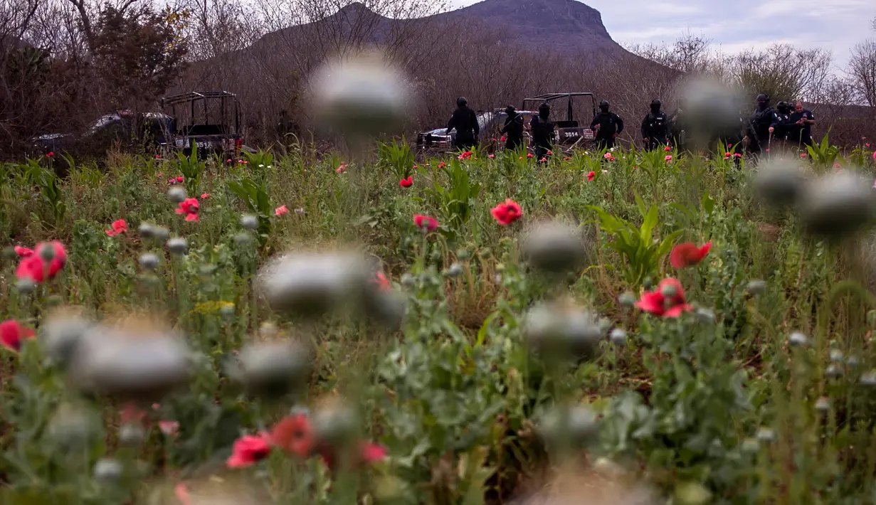 Petugas polisi berjaga-jaga di perkebunan bunga poppy ilegal di desa Los Pericos, kota Mocorito, Meksiko (15/3). Ladang bunga poppy ini menjadi sumber untuk pemasok kartel narkoba di Meksiko. (AFP/Rashide Frias)