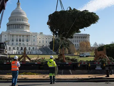 Sejumlah pekerja mengatur posisi pohon Natal saat akan ditempatkan di halaman Gedung Capitol US di Washington, Senin (27/11). Pohon Natal tersebut tiba di Gedung Capitol setelah melalui perjalanan sejauh 3.000 mil dari Montana. (JIM WATSON/AFP)