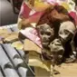 Sisa-sisa empat bangkai monyet yang ditemukan dan disita dari bagasi seorang wisatawan yang pernah ke Republik Demokratik Kongo sebelum tiba di Bandara Boston Logan. (Dok. Associated Press)