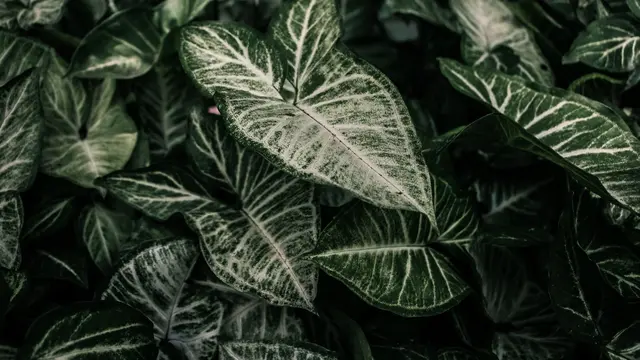 Tanaman Hias dengan Warna Daun Dua Tone