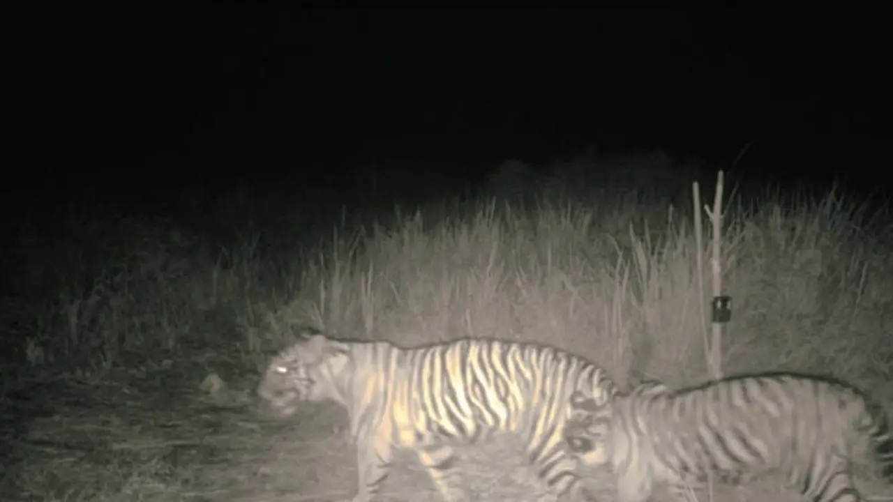 Dua ekor harimau sumatra di Teluk Lanus, Kabupaten Siak, yang terekam kamera intai BBKSDA Riau.