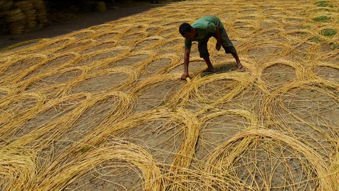 Seorang pekerja mengeringkan rotan untuk diekspor di sebuah bengkel di Banda Aceh (16/10/2019). Setiap tahunnya, Aceh mampu memproduksi sekitar ratusan ribu ton rotan. (AFP Photo/Chaideer Mahyuddin)