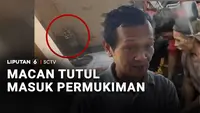 Macan Tutul Masuk Permukiman