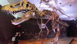 Fosil T-Rex Terbesar Dilelang, Diprediksi Laku Rp 541 Miliar