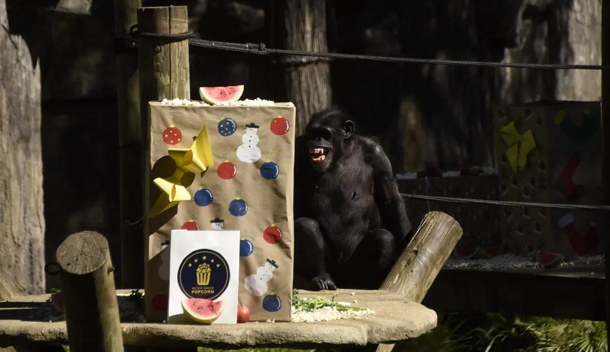 Seekor monyet membuka kado berupa makanan yang dibawa pengunjung sebagai bagian dari tradisi Natal di Kebun Binatang La Aurora, Kota Guetemala, Selasa (20/12/2022). Selama kegiatan ini pengunjung dapat melihat interaksi antara Sinterklas dengan hewan-hewan. (Orlando ESTRADA/AFP)