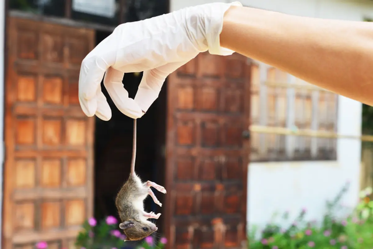 Tips Mengusir Tikus di Rumah Tanpa Perangkap Beracun