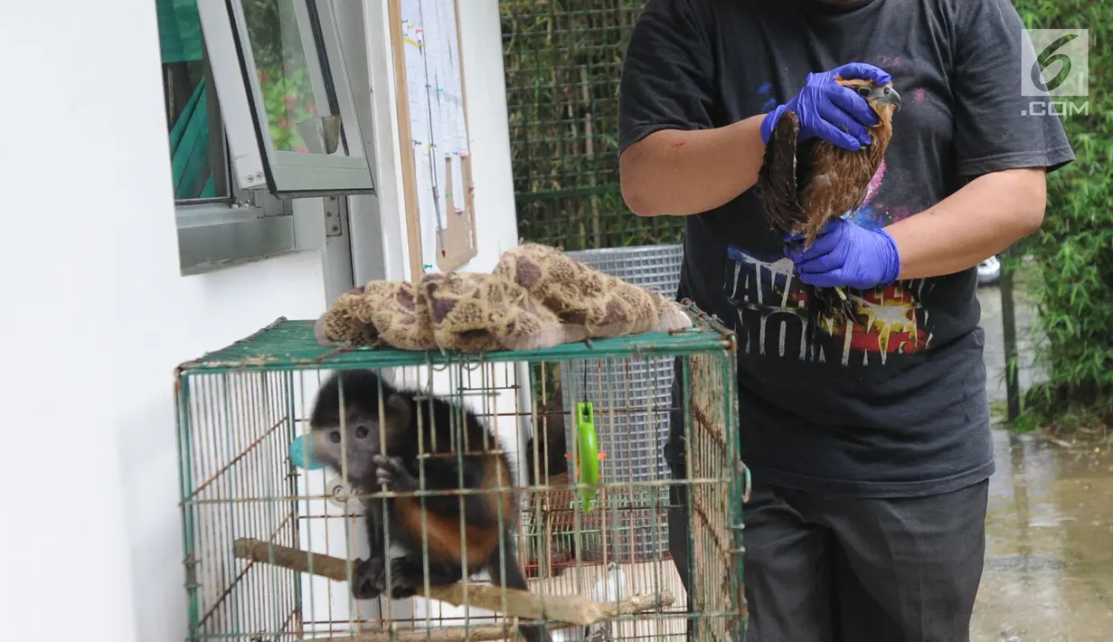 Dokter hewan yang juga aktivis ASTI bersiap mengambil sampel darah Elang Bondol (Haliastur indus) yang merupakan hasil sitaan dari warga di tempat Pusat Transit Satwa Gadog ASTi, Bogor, Senin (11/3). (merdeka.com/arie basuki)