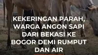 Kekeringan Parah, Warga Angon Sapi dari Bekasi ke Bogor demi Rumput dan Air