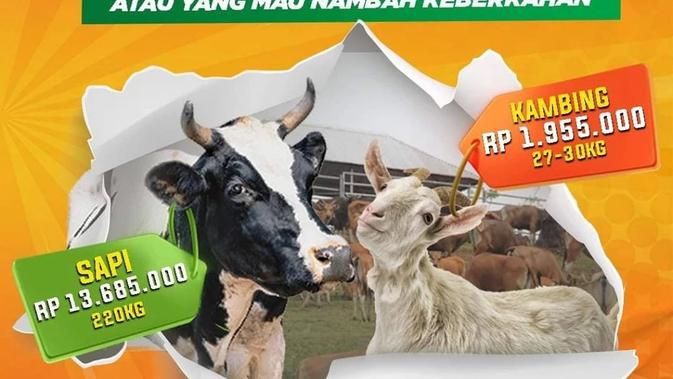 Promo Flash Sale Tinggal Dua Hari! Kurban di Global Qurban Semakin Terjangkau - Vimarsana News