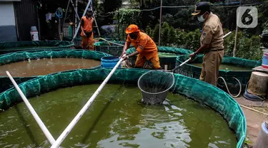 Petugas PPSU Kelurahan Grogol Utara melakukan budidaya ikan lele dan nila dengan sistem bioflok memanfaatkan lahan fasos-fasum milik Pemprov DKI Jakarta di Jalan Biduri Bulan I, Blok J2 Permata Hijau, Kebayoran Lama, Jakarta Selatan, Kamis (27/1/2022). (Liputan6.com/Johan Tallo)