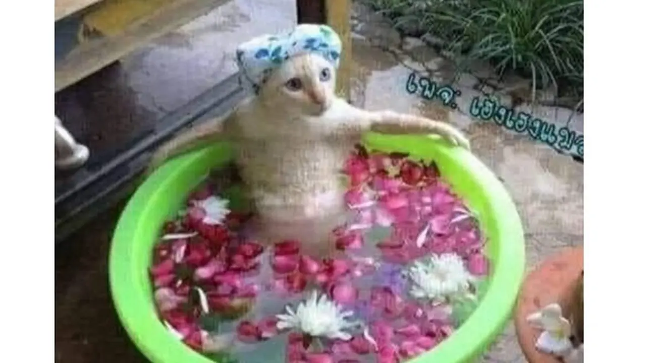 6 Potret Lucu Kucing saat Mandi Ini Curi Perhatian, Bikin Gemas