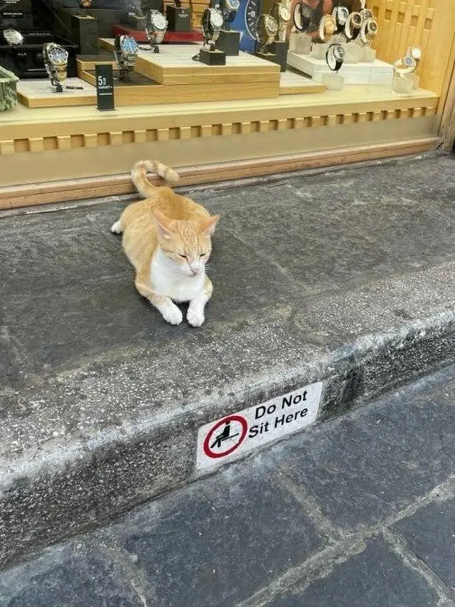 7 Momen Tepat Saat Mengambil Foto Kucing Ini Hasilnya Kocak