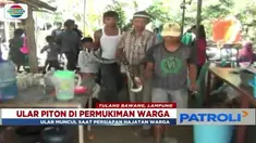 Ular piton sepanjang empat meter ini pun berhasil ditangkap warga dengan alat seadanya.