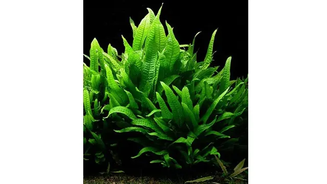 Java Fern