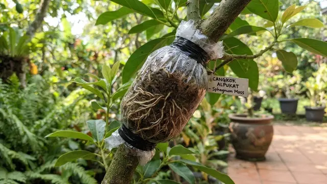 Cara Cangkok Alpukat agar Cepat Berakar dan Tumbuh Subur di Rumah