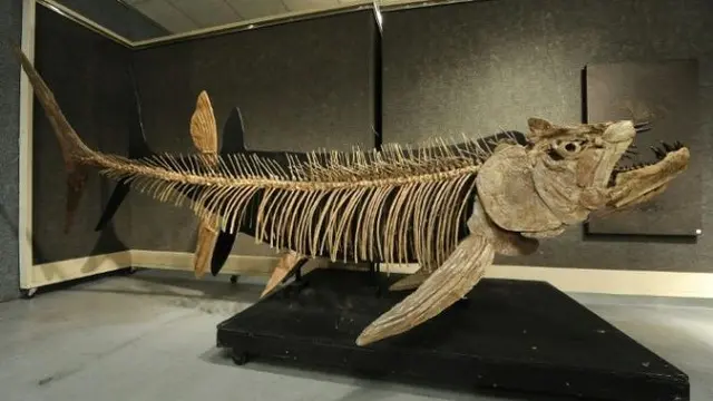Fosil ikan purba jenis Xiphactinus ini mirip dengan yang ditemukan di Argentina, dan ditemukan di negara bagian Kansas AS dan sudah terjual dalam suatu lelang pada 2010. (Photo Credit: AFP Photo/ROBYN BECK)