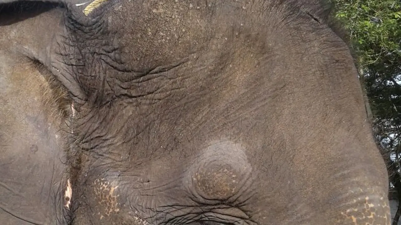 Gajah Sumatera