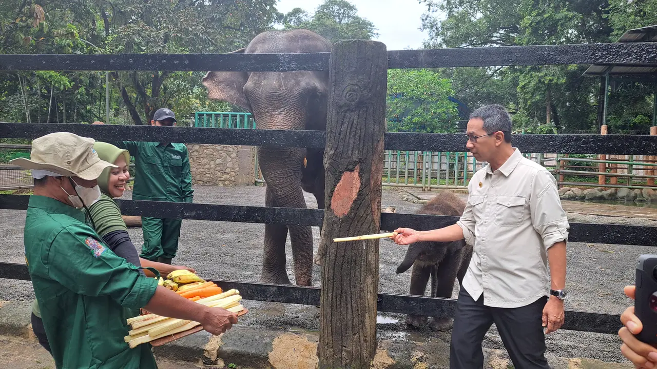 Penjabat (Pj) Gubernur DKI Jakarta Heru Budi memberi nama anak gajah sumatera dan jerapah di Taman Margasatwa Ragunan pada Jumat (3/2/2023)