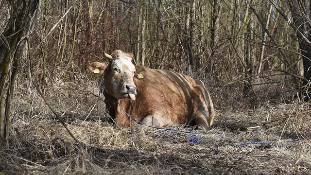 sapi Limousin