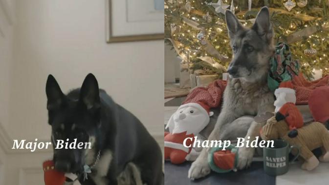 Anjing peliharaan Joe Biden, Champ dan Major, muncul dalam video Natal 2020. (dok. tangkapan layar Twitter @JoeBiden)