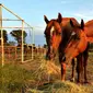 Seekor kuda jantan di suatu rumah sakit khusus kuda di Texas menunjukkan perhatiannya kepada seekor kuda betina.