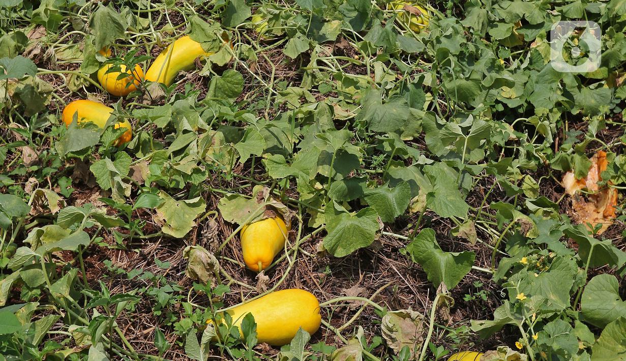 Timun suri siap panen terlihat di kawasan Rangkapan Jaya Baru, Pancoran Mas, Depok, Jawa Barat, Selasa (13/4/2021). Buah tersebut dijual dengan harga Rp 15.000 hingga Rp 20.000 tergantung ukuran. (Liputan6.com/Herman Zakharia)