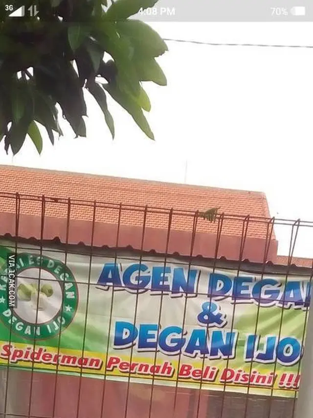 6 Cara Promosi Orang Jualan Kelapa Muda Ini Bikin Tepuk Jidat