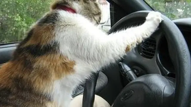 6 Tingkah Kucing Bergaya Bak Sopir Ini Bikin Geleng Kepala