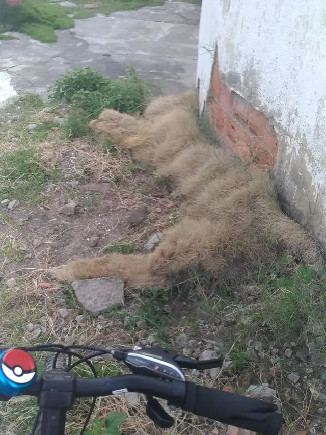 bentuk kucing