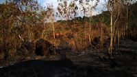 Pengelola Taman Nasional Gunung Ciremai (TNGC) masih mencari penyebab utama kebakaran yang terjadi di kawasan lereng gunung tertinggi di Jawa Barat tersebut, pada 17-22 September lalu. (Liputan6.com/Panji Prayitno)