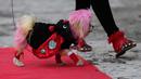 Seekor anjing bernama Fetti berjalan di karpet merah saat mengikuti kontes kostum anjing Halloween tahunan di Coral Gables Museum, Coral Gables, Florida, Amerika Serikat, Kamis (31/10/2019). (AP Photo/Lynne Sladky)
