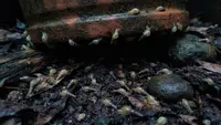 Cara Menghilangkan Siput dan Bekicot di Pot Tanaman Teras saat Musim Hujan, Coba 7 Cara Ini