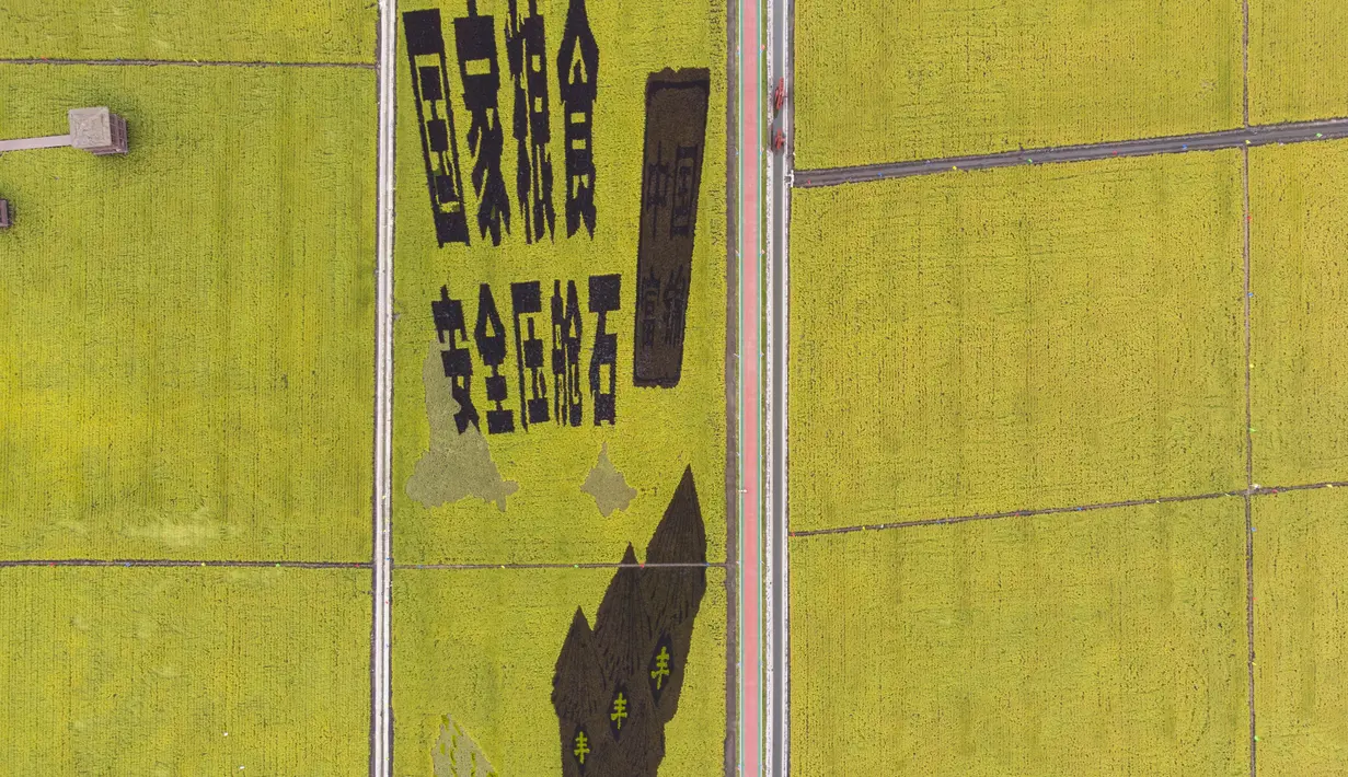 Foto dari udara yang diabadikan pada 21 September 2020 ini menunjukkan sawah yang akan dipanen di sebuah area persawahan di Kota Fujin, Provinsi Heilongjiang, China timur laut. Dalam beberapa hari terakhir, sekitar 2.667 hektare sawah di kota tersebut telah memasuki musim panen. (Xinhua/Zhang Tao)