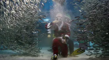 Penyelam mengenakan kostum Santa Claus, memberikan makanan kepada kumpulan ikan sarden saat melakukan aksi promosi untuk perayaan Natal, "Sardines Feeding Show with Santa Claus" di Aquarium Coex di Seoul, Korea Selatan, (17/12). (REUTERS/Kim Hong-Ji)