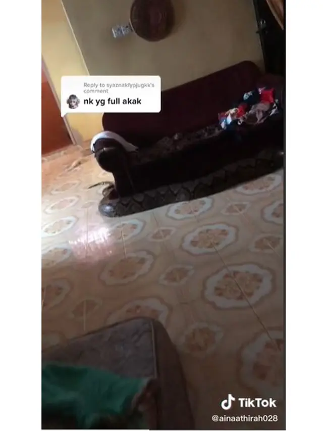 Keluarga Ini Rawat Piton Raksasa Jadi Hewan Peliharaan, Bikin Merinding