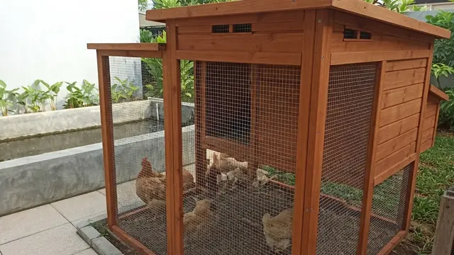 Letakkan Kandang Ayam di Area dengan Sirkulasi Udara Baik