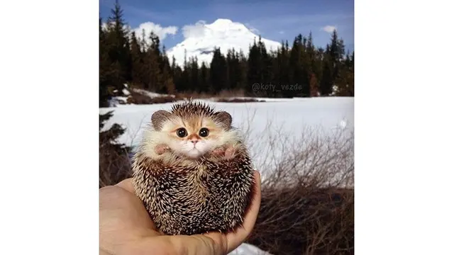 7 Potret Editan Foto Wajah Kucing Ini Bikin Gemas
